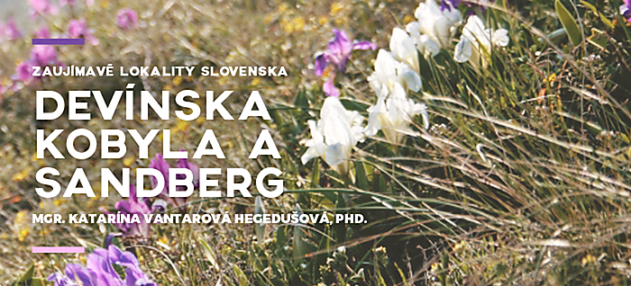 Zaujímavé botanické lokality Slovenska: Devínska kobyla a Sandberg